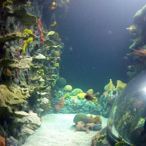 Various pictures of Tennessee Aquarium