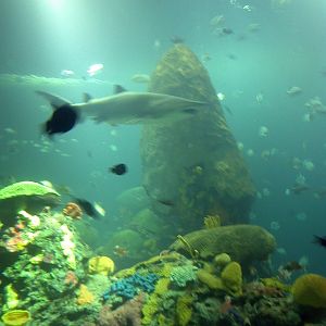 Various pictures of Tennessee Aquarium