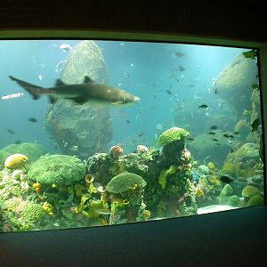 Various pictures of Tennessee Aquarium