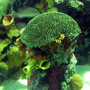 Various pictures of Tennessee Aquarium