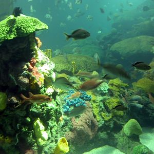 Various pictures of Tennessee Aquarium