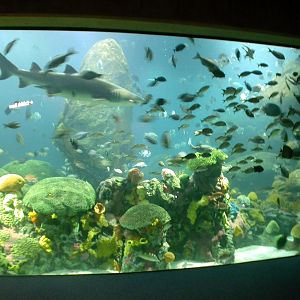 Various pictures of Tennessee Aquarium