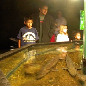 Various pictures of Tennessee Aquarium