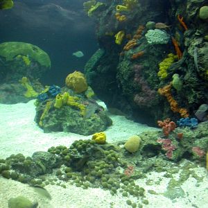 Various pictures of Tennessee Aquarium