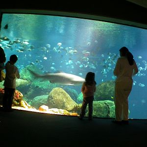 Various pictures of Tennessee Aquarium