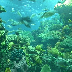 Various pictures of Tennessee Aquarium