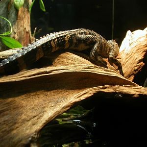 Various pictures of Tennessee Aquarium