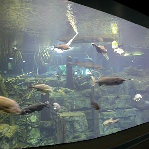 Various pictures of Tennessee Aquarium