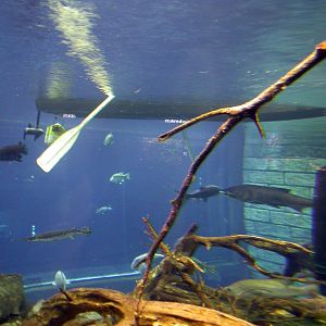 Various pictures of Tennessee Aquarium