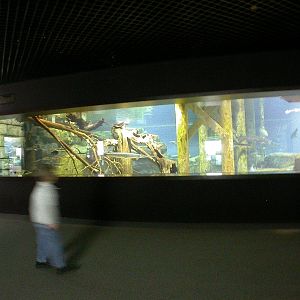Various pictures of Tennessee Aquarium