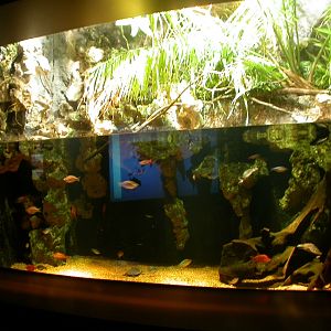 Various pictures of Tennessee Aquarium