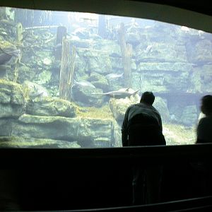 Various pictures of Tennessee Aquarium