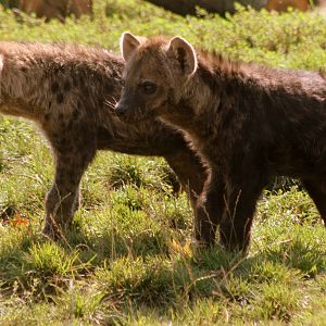 Spotted hyaena cubs; Leipzig; 2nd September 2011