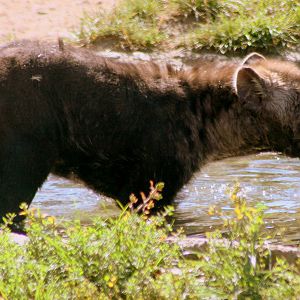 Spotted hyaena cub; Leipzig; 3rd September 2011