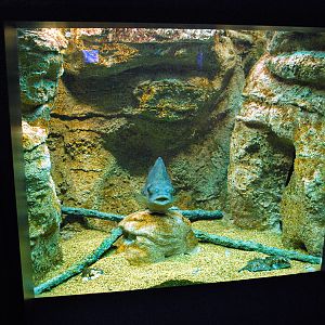 various pictures of Virginia Aquarium