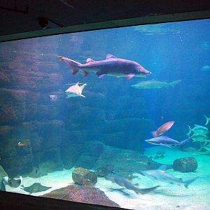 various pictures of Virginia Aquarium