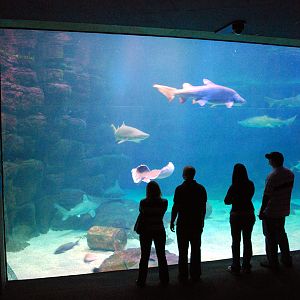 various pictures of Virginia Aquarium