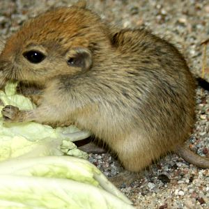 Fat sand rat; Leipzig; 2nd September 2011