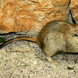 Fat sand rat; Leipzig; 3rd September 2011