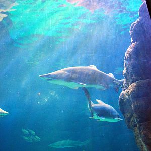 various pictures of Virginia Aquarium