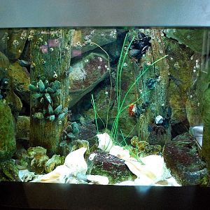 Varous pictures of VA