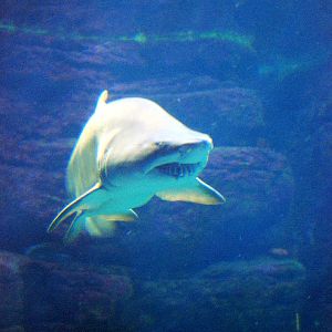 Varous pictures of VA