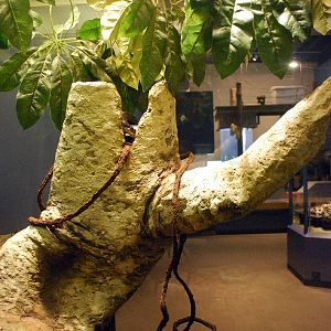 Varous pictures of VA