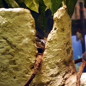 Varous pictures of VA