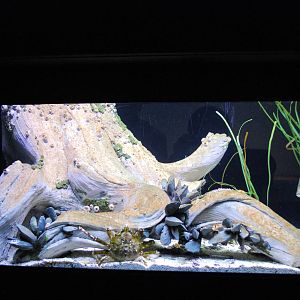 Varous pictures of VA