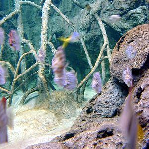 Various pictures of exhibits