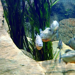 Various pictures of exhibits