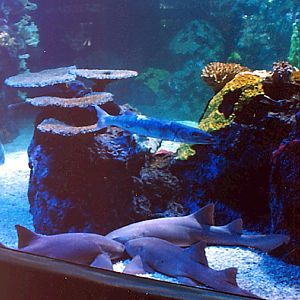 Various pictures of exhibits