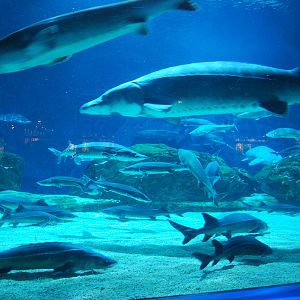 Various Exhibits at the beijing aquarium