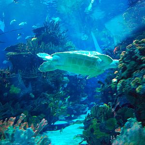 Various Exhibits at the beijing aquarium