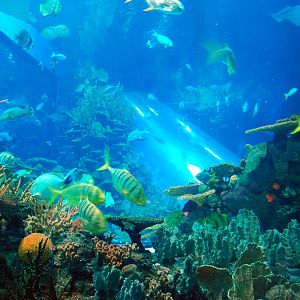 Various Exhibits at the beijing aquarium