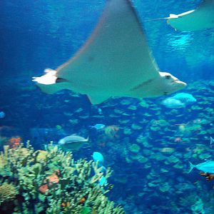 Various Exhibits at the beijing aquarium