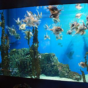 Various Exhibits at the beijing aquarium