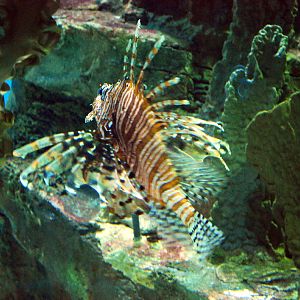 Various Exhibits at the beijing aquarium