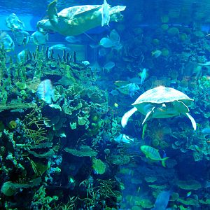Various Exhibits at the beijing aquarium