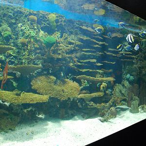 Various Exhibits at the beijing aquarium