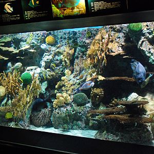 Various Exhibits at the beijing aquarium