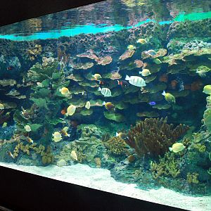 Various Exhibits at the beijing aquarium