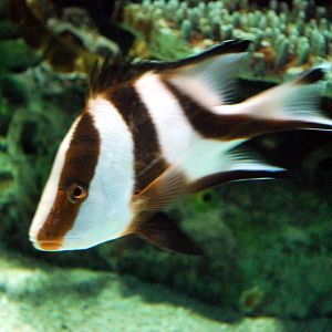Various Exhibits at the beijing aquarium