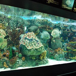 Various Exhibits at the beijing aquarium