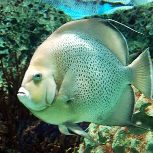 Various Exhibits at the beijing aquarium