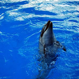 Various Exhibits at the beijing aquarium