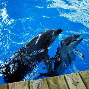 Various Exhibits at the beijing aquarium