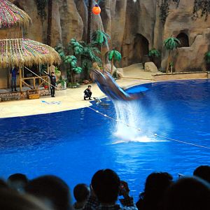Various Exhibits at the beijing aquarium