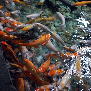 Various Exhibits at the beijing aquarium