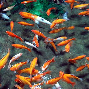 Various Exhibits at the beijing aquarium